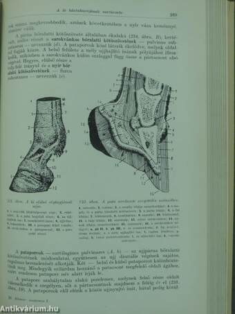 Háziállatok anatómiája 1. (töredék)