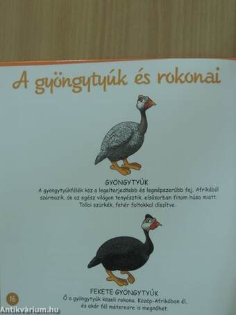 A gyöngytyúk