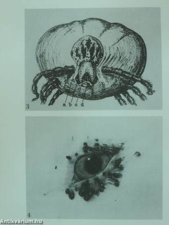 Laboratory rearing of the tick Dermacentor marginatus Sulz.