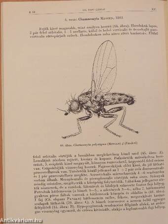 Korhadéklegyek-pajzstetűlegyek/Lauxaniidae-Chamaemyiidae