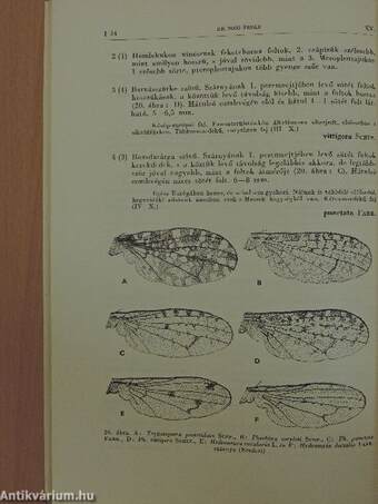 Torpikkelynélküli legyek I.-Muscidae acalyptratae I.