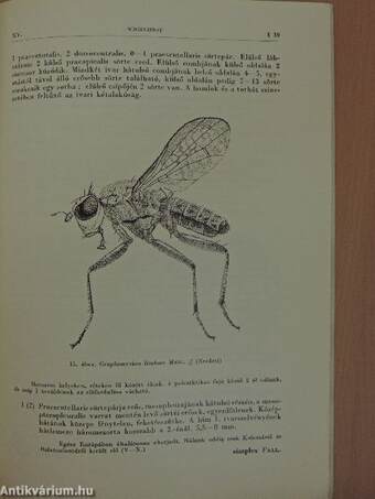 Torpikkelynélküli legyek I.-Muscidae acalyptratae I.