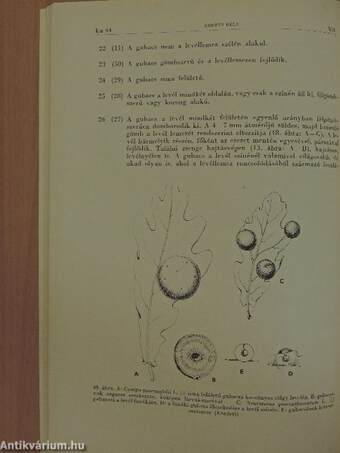 Cynipida-gubacsok