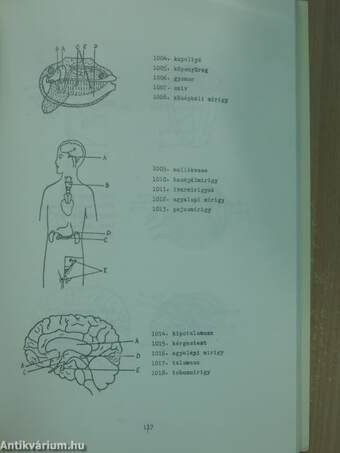 Biológiai korrepetitor I. (töredék)