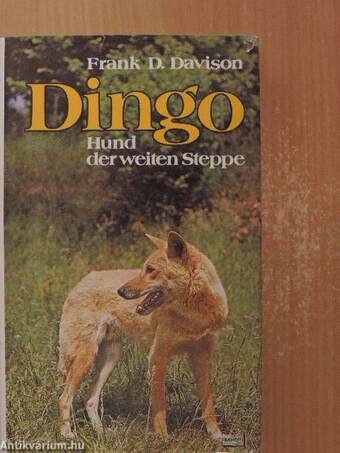 Dingo