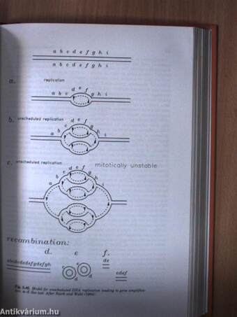 Chromosomes - A synthesis