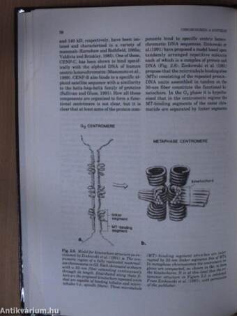 Chromosomes - A synthesis