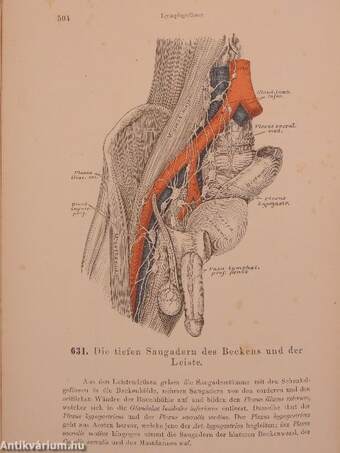 Die Descriptive und Topographische Anatomie des Menschen