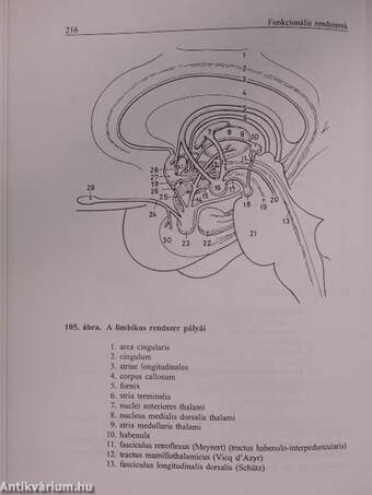 Vezérfonal a neuroanatómiához