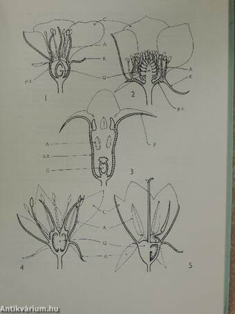 The Identification of Flowering Plant Families