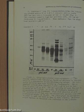 Biochemical Characterization of Lymphokines