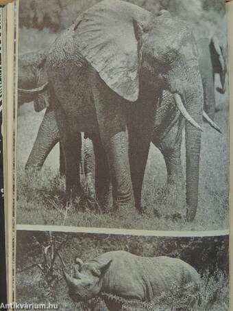 Auf den Fährten wilder Tiere