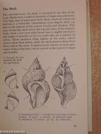 Shells of Britain and Europe