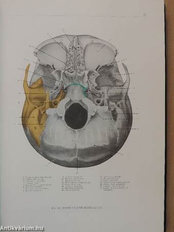 Az ember anatómiájának atlasza I-III.