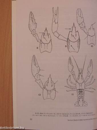 Rákok, szitakötők és egyenesszárnyúak