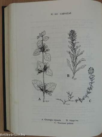 Students' Flora of Egypt