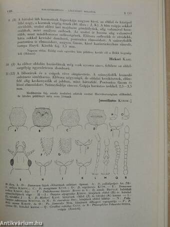 Különböző csápú bogarak/Lágytestű bogarak