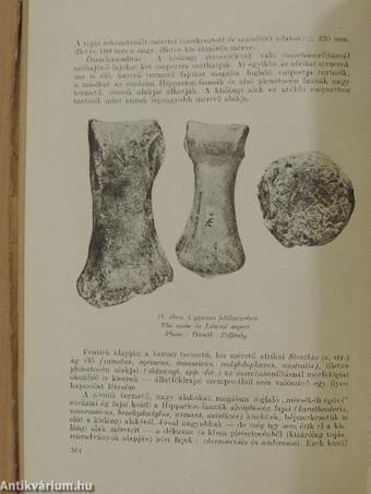 Aquila - A Magyar Madártani Intézet évkönyve 1952-1955