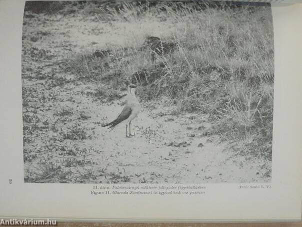 Aquila - A Magyar Madártani Intézet évkönyve 1973-1974