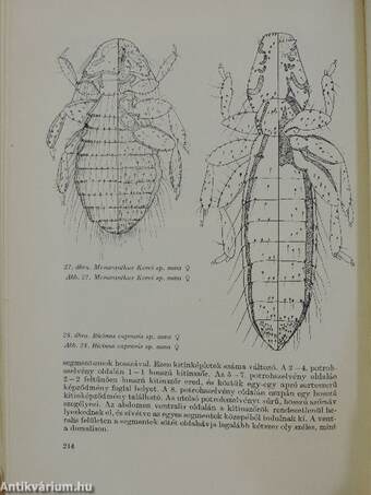 Aquila - A Magyar Madártani Intézet évkönyve 1964-65