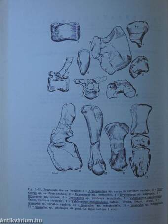 Vertebrata Hungarica XXI. 1982.