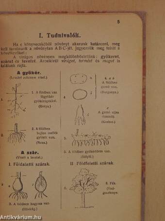 A tavaszi flóra legközönségesebb virágos növényeinek könnyü és gyors határozója