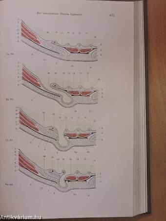 Lehrbuch der Chirurgie I-II.