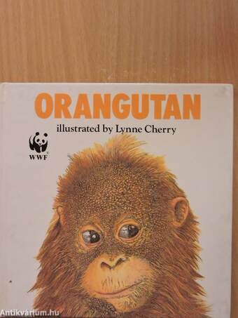 Orangutan