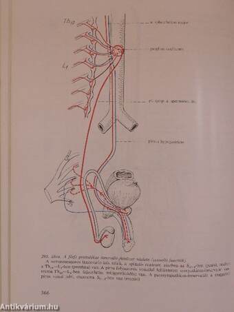 A klinikai neurologia alapjai