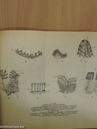 Ábrafüzet az állatszervezettani gyakorlatok Sejt- és szövettani rész c. jegyzethez