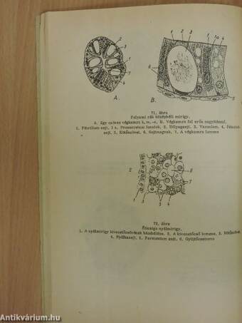 Ábrafüzet az állatszervezettani gyakorlatok Sejt- és szövettani rész c. jegyzethez