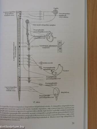 Összehasonlító állatszervezettani előadások 2.