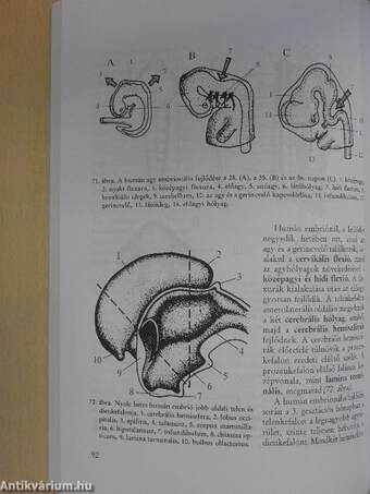 A gerinces állatok egyedfejlődésének anatómiai alapjai