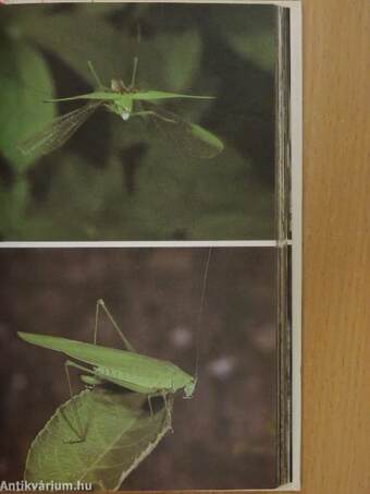 A Field Guide to the Grasshoppers and Crickets of Britain and Northern Europe