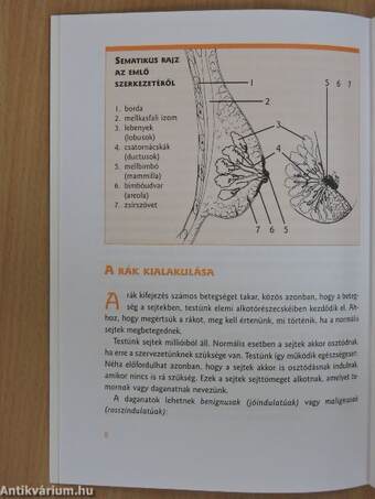 Amit az emlőrákról tudni kell