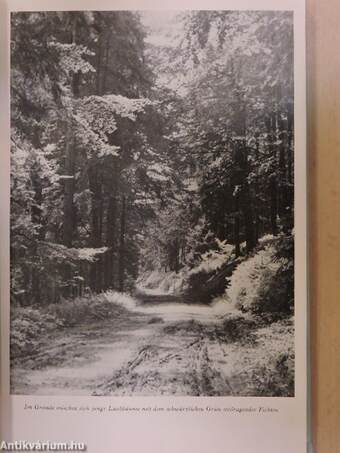 Bilderbuch vom hohen Thüringer Wald