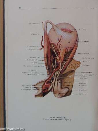 Az ember anatómiájának atlasza 3. (töredék)