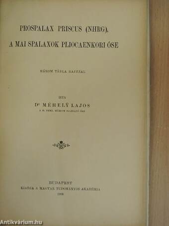 Prospalax priscus (NHRG), a mai spalaxok pliocaenkori őse