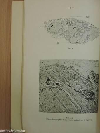 Dolgozatok a budapesti kir. m. Pázmány Péter-Tudományegyetem Anatomiai és a szegedi m. kir. Ferencz József-Tudományegyetem Anatomiai és Szövettani Intézetéből VII.
