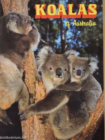 Koalas of Australia