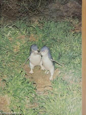 Australia's Penguin Parade