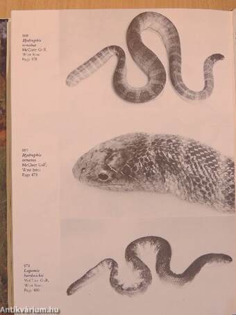 Reptiles and Amphibians of Australia