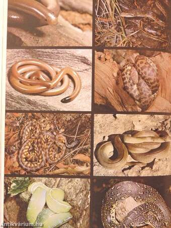 Reptiles and Amphibians of Australia