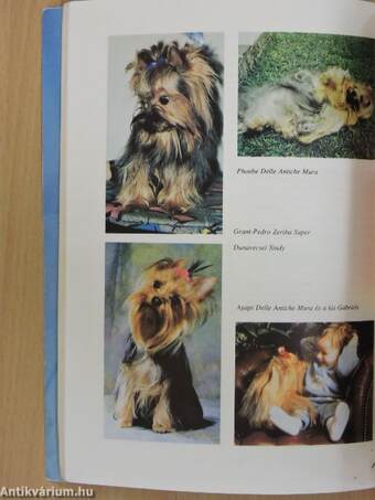 A yorkshire terrier