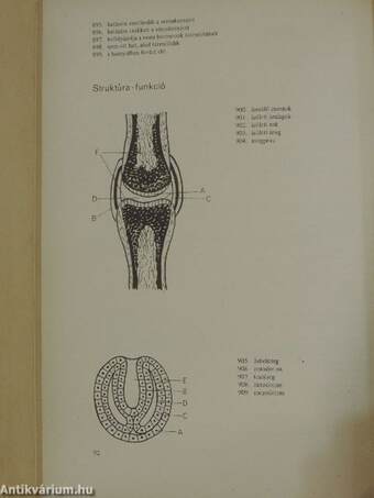 Biológiai korrepetitor I-II.