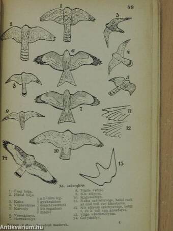 A Magyarországon előforduló ragadozó madarak meghatározója