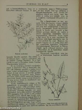 Ifjúság és Élet 1935. szeptember 20.