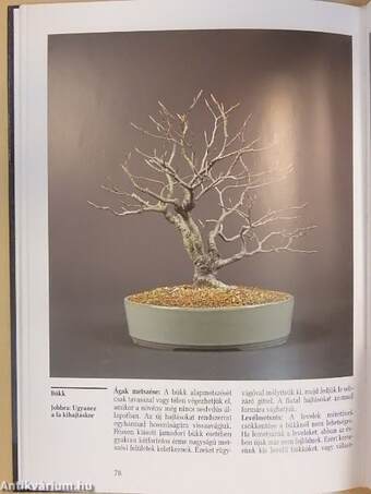 Szép bonsai