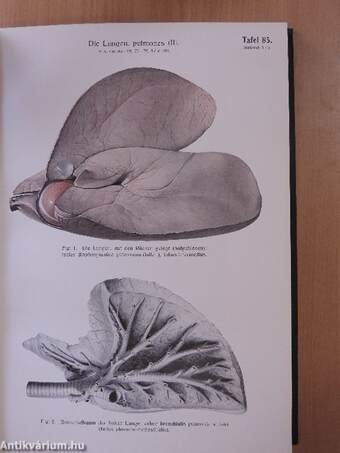 Atlas der Anatomie des Pferdes IV.