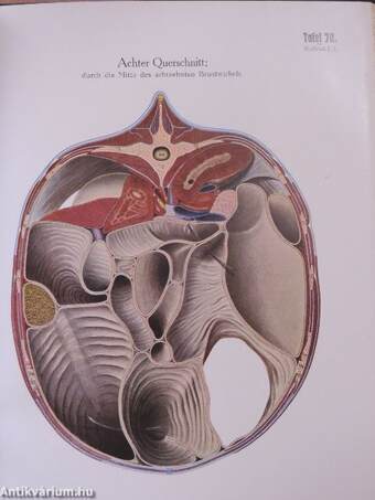 Atlas der Anatomie des Pferdes III.